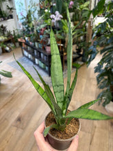 Kép betöltése a galériamegjelenítőbe: Sansevieria trif. "Silver Princess" 9cm - Anyósnyelv
