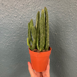 Stapelia leendertziae - Dögvirág