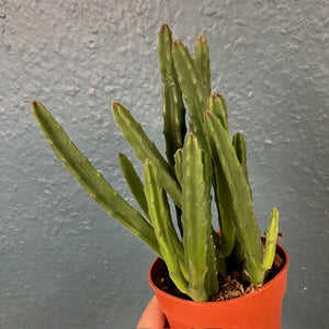 Stapelia leendertziae - Dögvirág