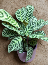 Kép betöltése a galériamegjelenítőbe: Fésűvirág - karácsonyi ajándékcsomag
