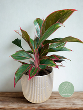 Kép betöltése a galériamegjelenítőbe: Aglaonema "Crete" - ajándékcsomag
