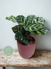 Kép betöltése a galériamegjelenítőbe: Calathea makoyana - ajándékcsomag
