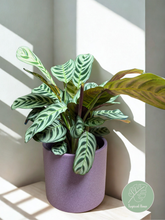 Kép betöltése a galériamegjelenítőbe: Fésűvirág - ajándékcsomag
