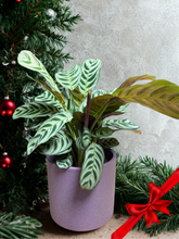 Kép betöltése a galériamegjelenítőbe: Fésűvirág - karácsonyi ajándékcsomag
