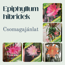Kép betöltése a galériamegjelenítőbe: Epiphyllum hibrid 188-9 - Saját szaporítás
