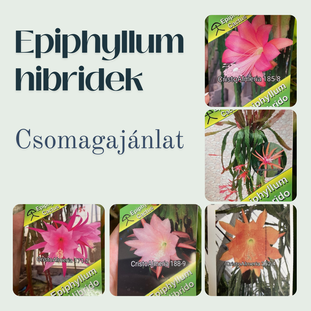 Epiphyllum hibrid 171-2 - Saját szaporítás