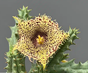 Huernia hystrix - Dögvirág