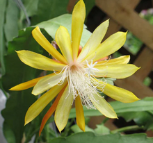 Kép betöltése a galériamegjelenítőbe: Epiphyllum &quot;Fruhlingsgold&quot;
