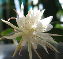 Kép betöltése a galériamegjelenítőbe: Epiphyllum pumilum
