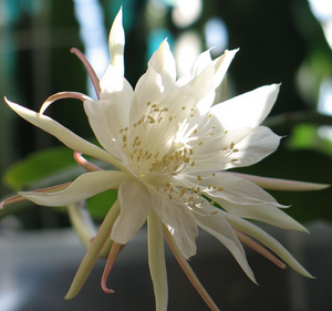 Epiphyllum pumilum mini - Saját szaporítás