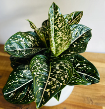 Kép betöltése a galériamegjelenítőbe: Aglaonema &quot;Tom&#39;s pride&quot; - Rákvirág - Chinese Evergreen
