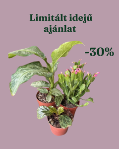 Növénycsomag 2. - 30% kedvezmény