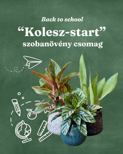 "Kolesz-start" - szobanövény csomag