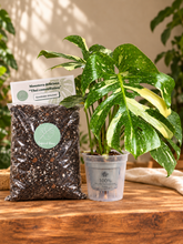 Kép betöltése a galériamegjelenítőbe: Monstera deliciosa “Thai constellation" csomag
