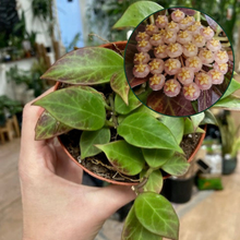 Kép betöltése a galériamegjelenítőbe: Hoya cv. &quot;Sunrise&quot; - Viaszvirág - Wax plant

