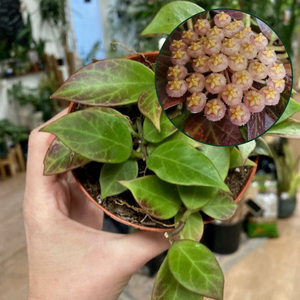 Hoya cv. "Sunrise" - Viaszvirág - Wax plant