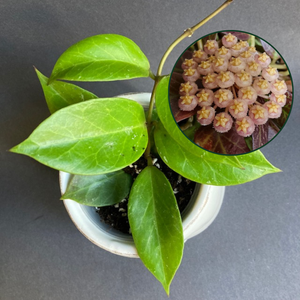 Hoya cv. "Sunrise" - Viaszvirág - Wax plant
