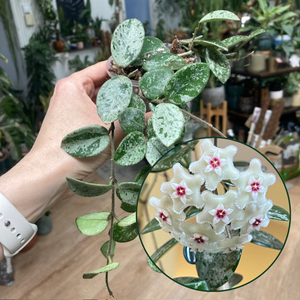 Hoya mathilde splash