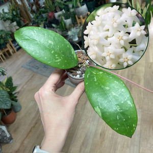 Hoya sp. "Lai Chau splash"