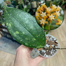 Kép betöltése a galériamegjelenítőbe: Hoya aff. vitellina
