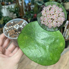Kép betöltése a galériamegjelenítőbe: Hoya cv. Michelle

