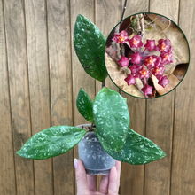 Kép betöltése a galériamegjelenítőbe: Hoya rundumensis &quot;Splash&quot; 9cm
