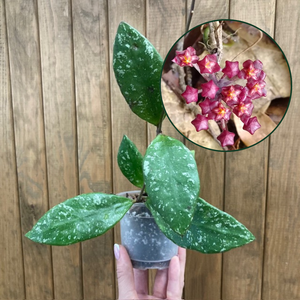 Hoya rundumensis "Splash" 9cm