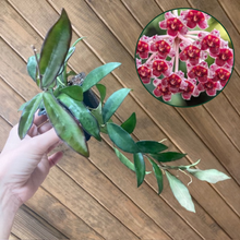 Kép betöltése a galériamegjelenítőbe: Hoya rosita - Viaszvirág - Wax plant
