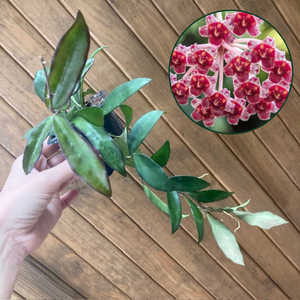 Hoya rosita - Viaszvirág - Wax plant