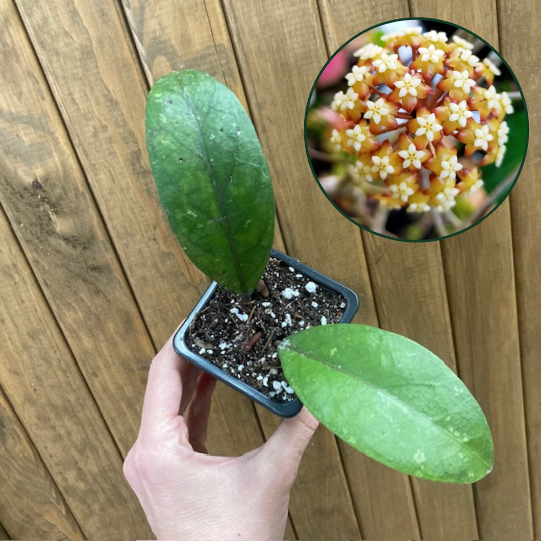 Hoya sp. Aceh splash