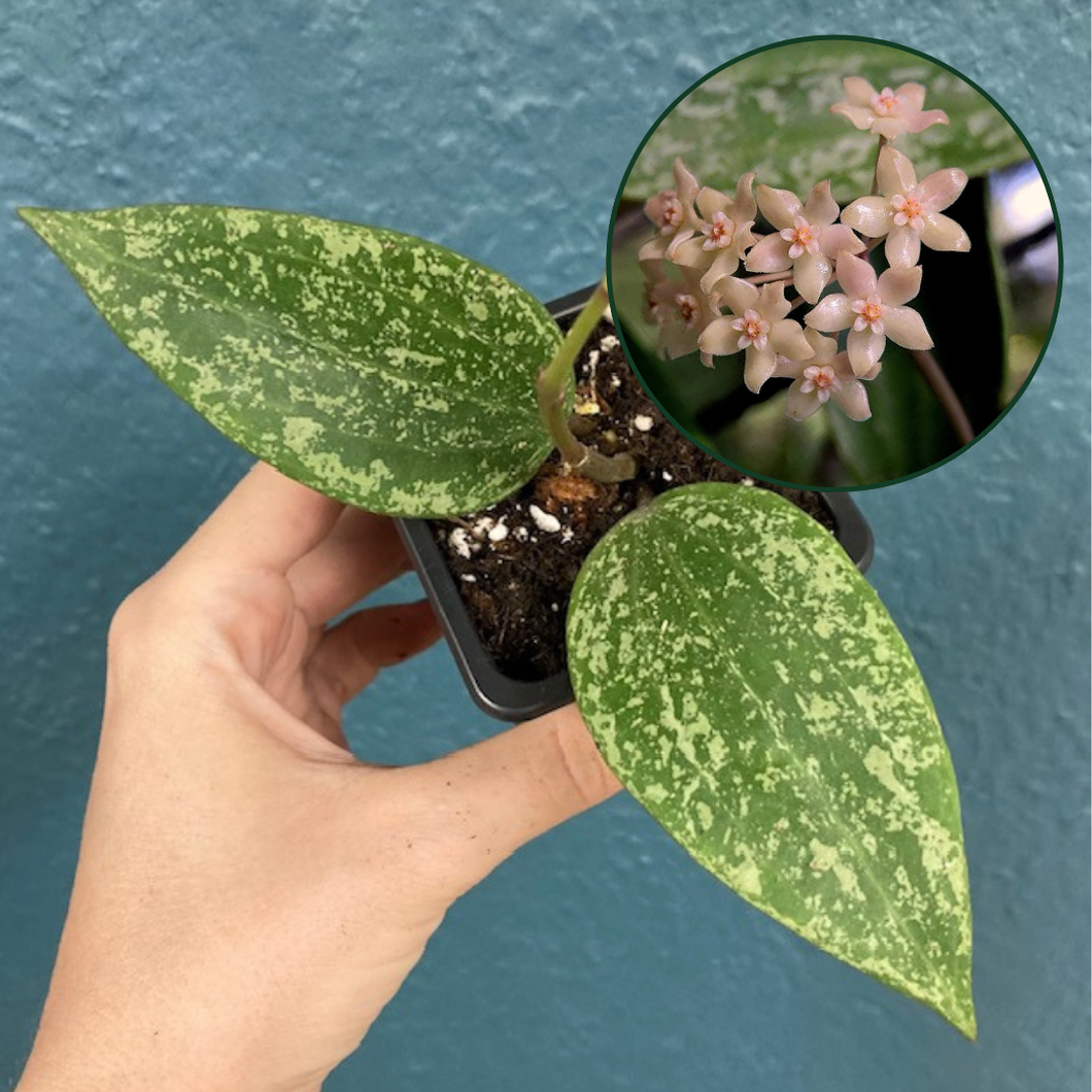 Hoya rangsan