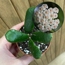 Kép betöltése a galériamegjelenítőbe: Hoya rotundifolia
