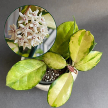 Kép betöltése a galériamegjelenítőbe: Hoya australis &quot;Lisa&quot;
