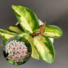 Kép betöltése a galériamegjelenítőbe: Hoya carnosa &quot;Krimson princess&quot;- Húsos viaszvirág
