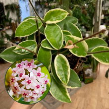 Kép betöltése a galériamegjelenítőbe: Hoya carnosa &quot;Krimson Queen&quot; - Húsos viaszvirág
