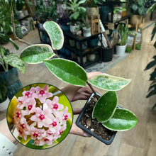 Kép betöltése a galériamegjelenítőbe: Hoya carnosa &quot;Krimson queen splash&quot;
