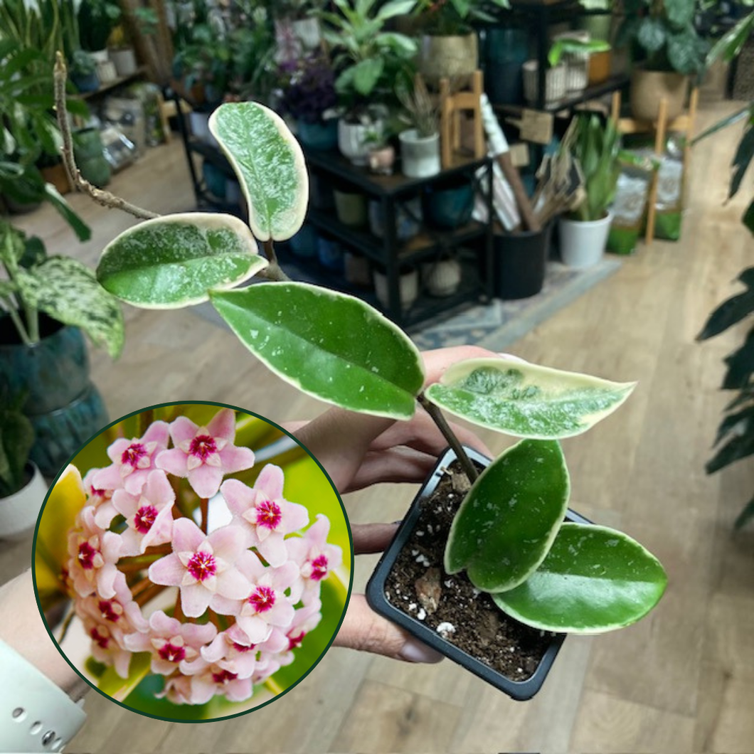 Hoya carnosa 