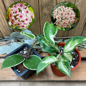 "The Krimsons" - Hoya carnosa "Krimson princess" és "Krimson queen"- Viaszvirág csomag kezdőknek