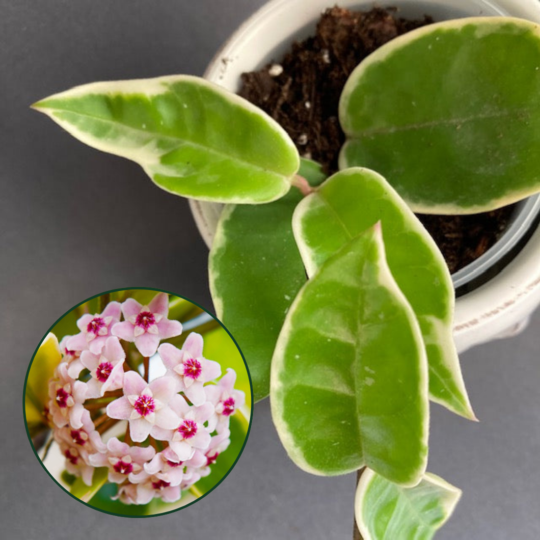Hoya Carnosa Krimson Queen - Húsos viaszvirág