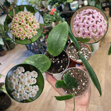 Kép betöltése a galériamegjelenítőbe: Mini hoyák csomagban - Minibelle, Rotundifolia, IML1618 - Tropical Home 
