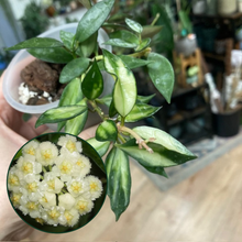 Kép betöltése a galériamegjelenítőbe: Hoya lacunosa variegata 2. - Saját szaporítás
