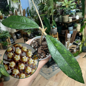 Hoya finlaysonii "Long leaf" - Saját szaporítás