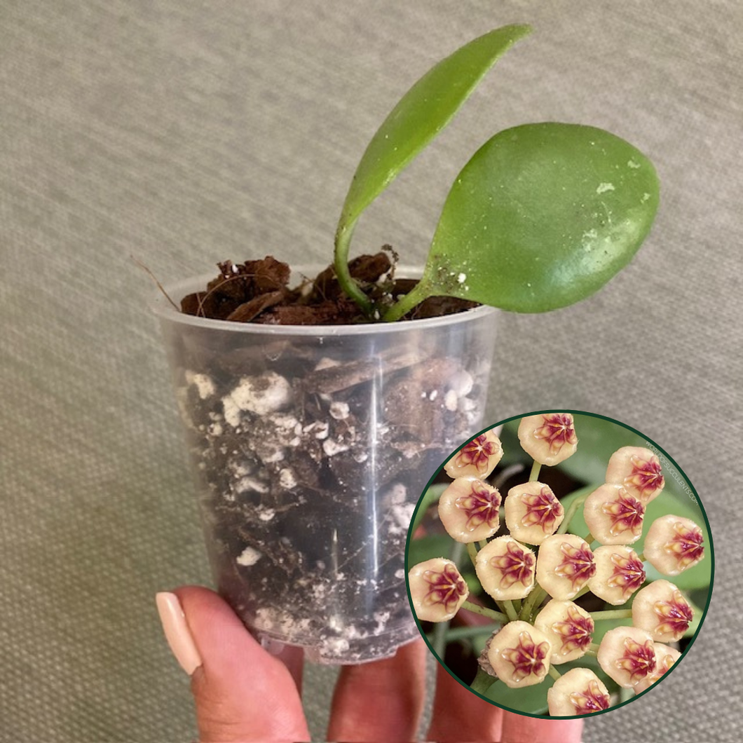 Hoya brevialata - Saját szaporítás