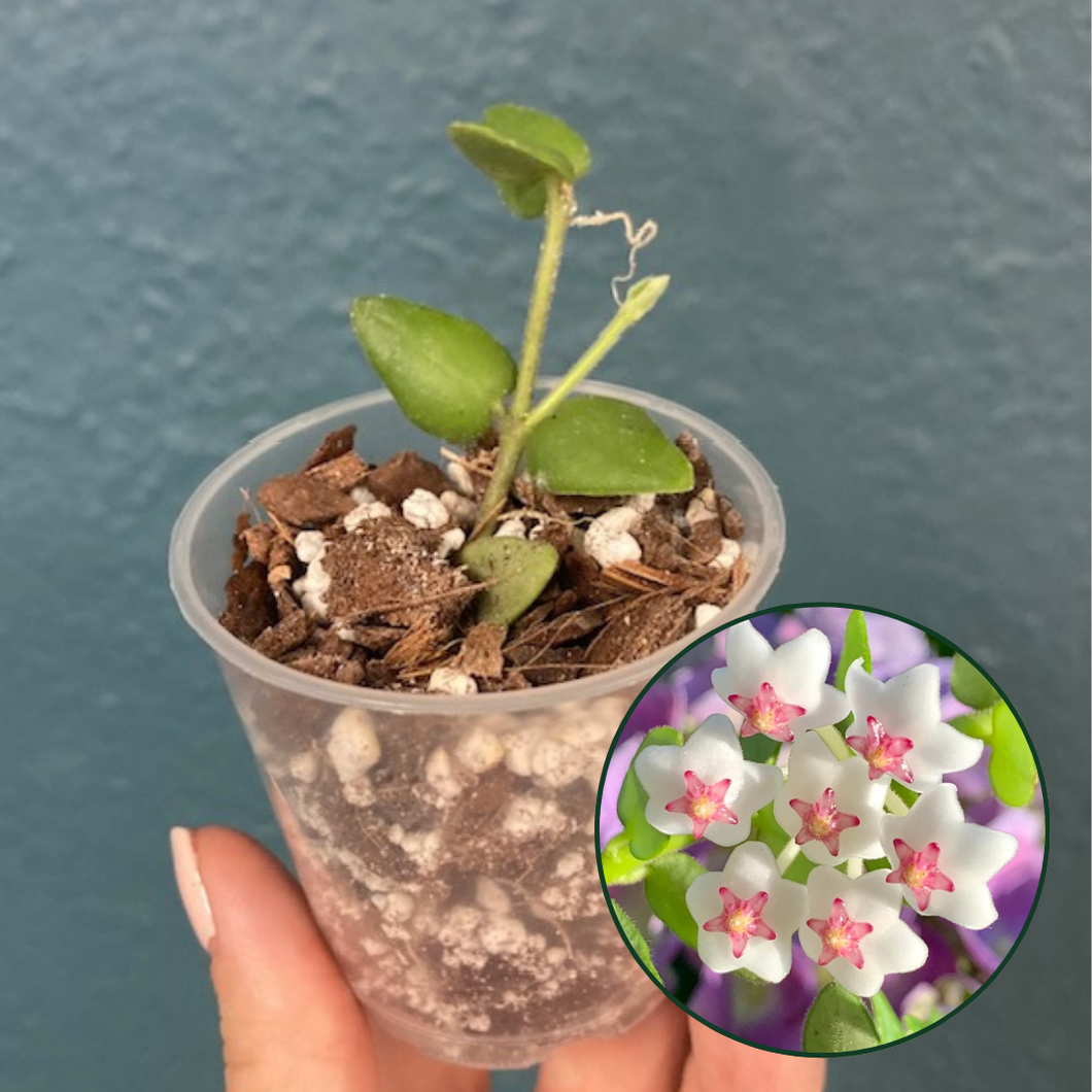 Hoya chinghungensis - Saját szaporítás