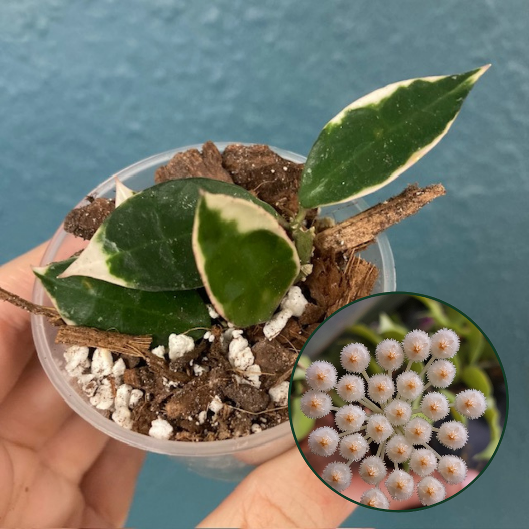 Hoya lacunosa 