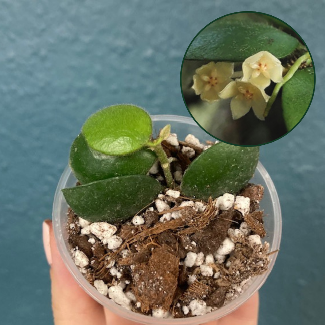 Hoya aeschynanthoides - Saját szaporítás