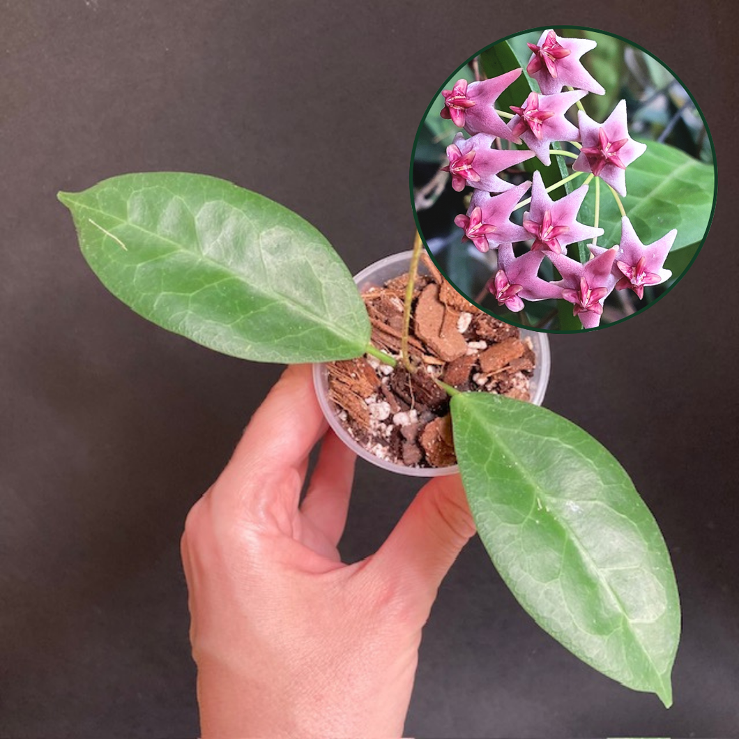 Hoya piestolepis - Saját szaporítás
