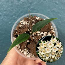 Kép betöltése a galériamegjelenítőbe: Hoya leucantha - Saját szaporítás
