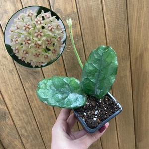 Hoya villosa - Viaszvirág