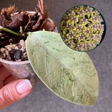 Kép betöltése a galériamegjelenítőbe: Hoya coriacea silver - Saját szaporítás
